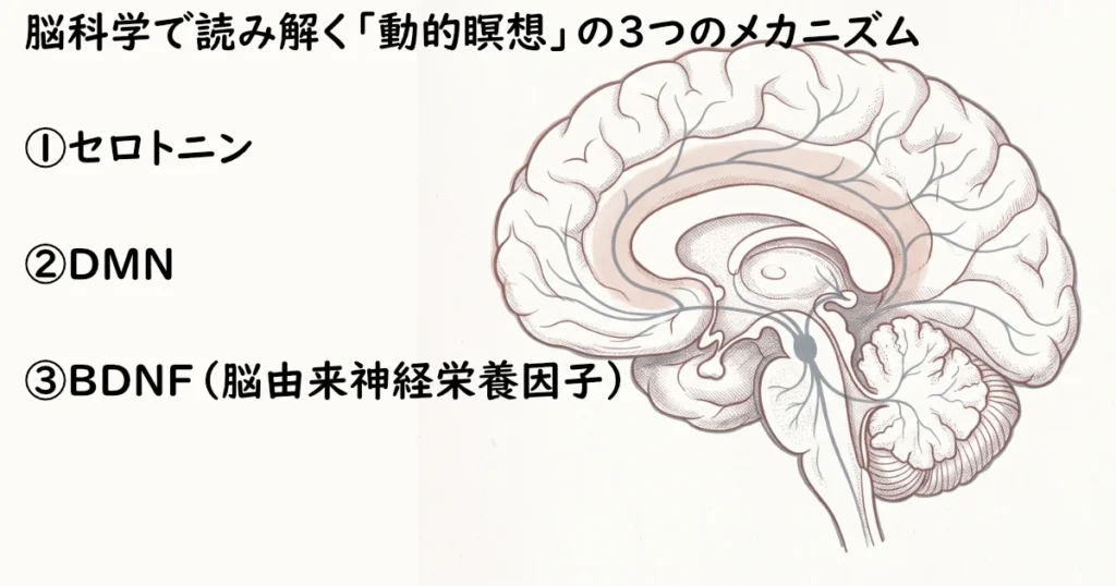 「脳科学で読み解く『動的瞑想』の3つのメカニズム」として①セロトニン②DMN③BDNFを示した脳の図解